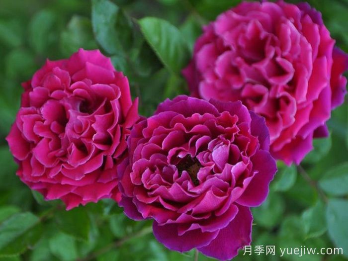 迷人褶边月季(图1)