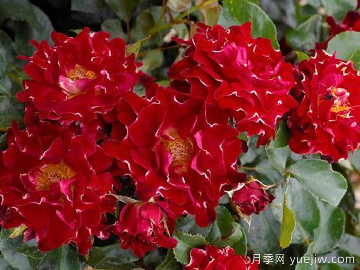 褶边红色夫人月季/红夫人波浪(图2)