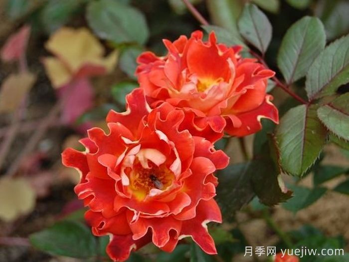 巧克力褶边月季/巧克力波浪(图1)