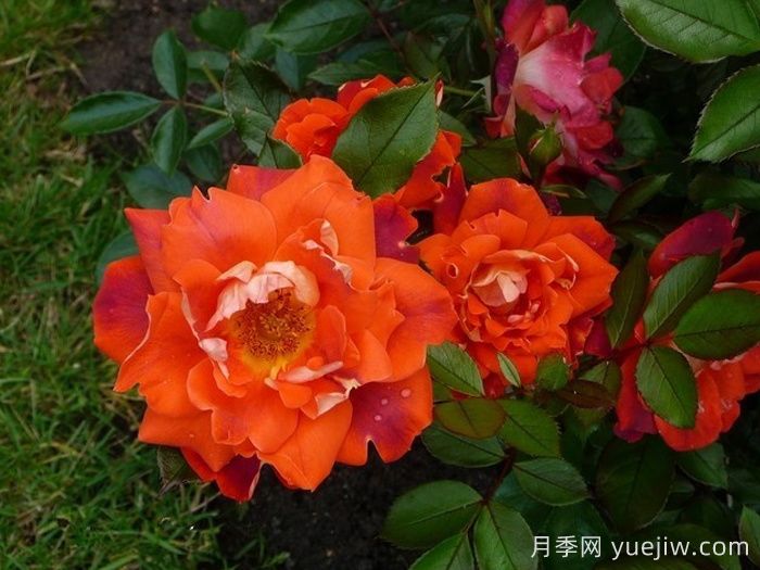 巧克力褶边月季/巧克力波浪(图2)