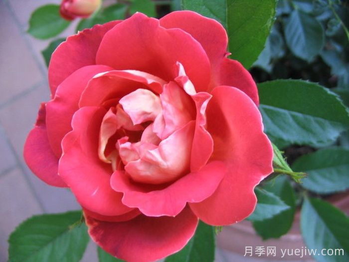 巧克力褶边月季/巧克力波浪(图3)