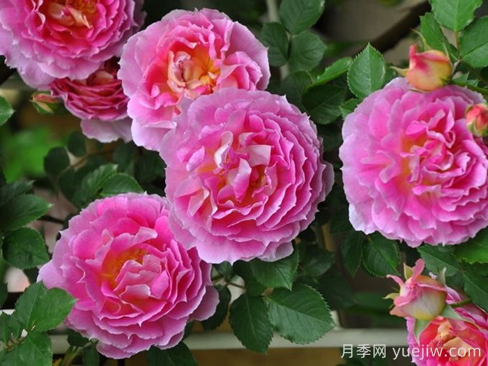 潘妮洛佩亚月季/潘妮洛比亚/珀涅罗珀(图1)