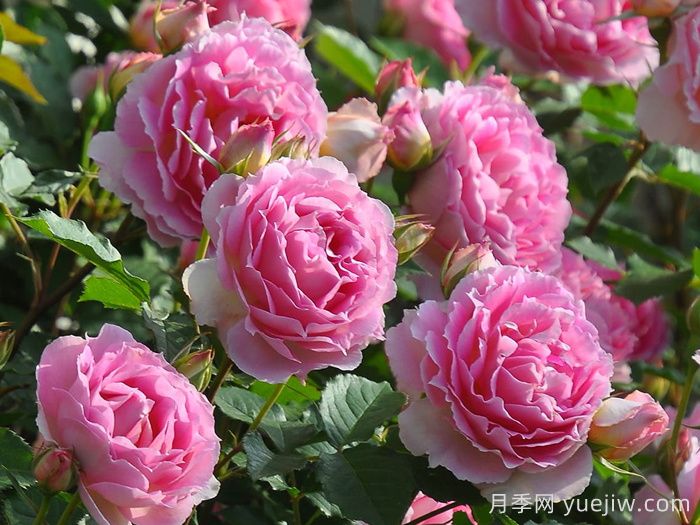 潘妮洛佩亚月季/潘妮洛比亚/珀涅罗珀(图2)