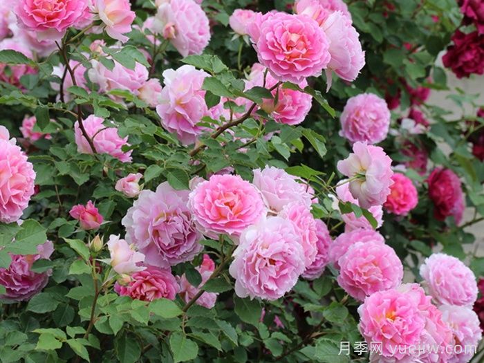 潘妮洛佩亚月季/潘妮洛比亚/珀涅罗珀(图3)