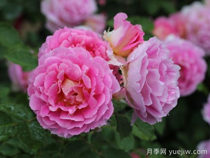 潘妮洛佩亚月季/潘妮洛比亚/珀涅罗珀(图4)