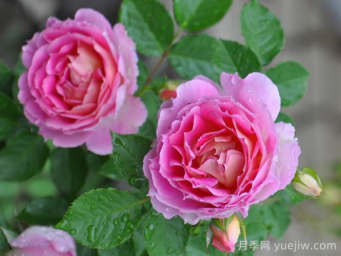 潘妮洛佩亚月季/潘妮洛比亚/珀涅罗珀(图5)