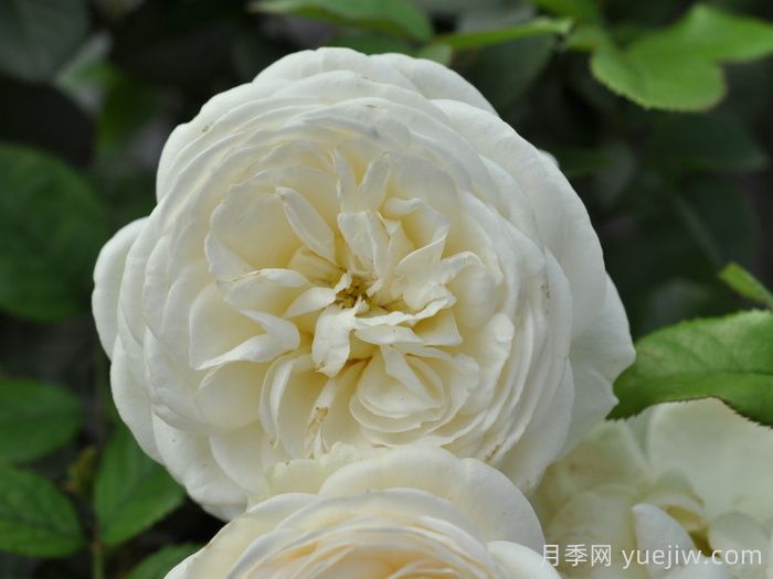 月亮女神月季/阿尔特弥斯月季(图2)