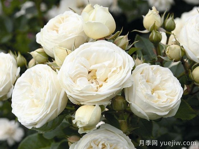 月亮女神月季/阿尔特弥斯月季(图1)