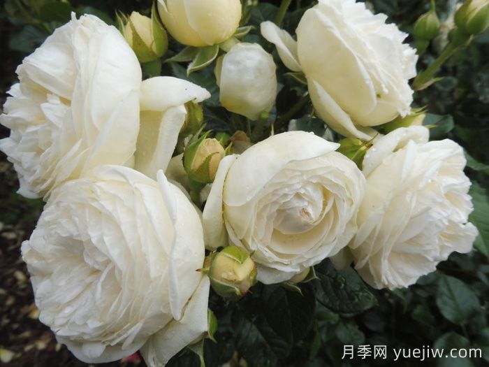 月亮女神月季/阿尔特弥斯月季(图4)