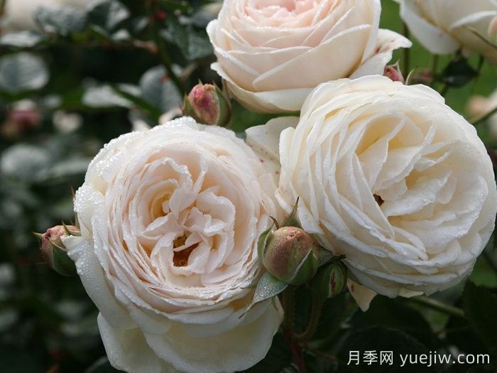 月亮女神月季/阿尔特弥斯月季(图3)