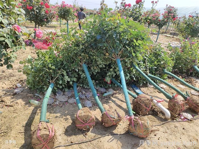 大冠幅树桩月季移栽时为什么要先进行修剪？(图2)