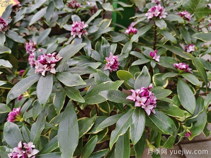 推荐17种浓香型花卉品种(图1)