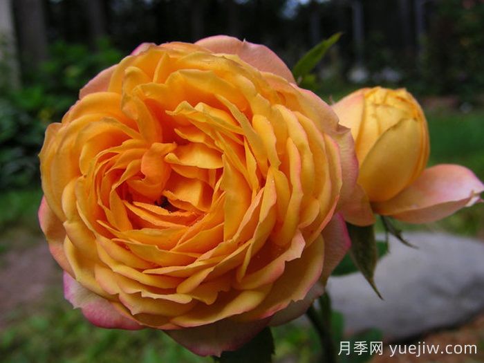 浪漫宝贝月季(图1)