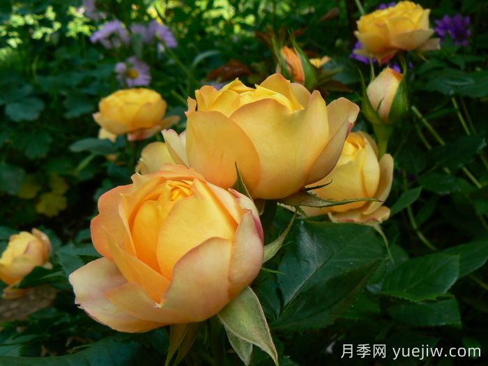 浪漫宝贝月季(图3)