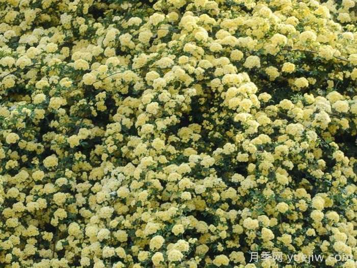 黄木香蔷薇(图5)