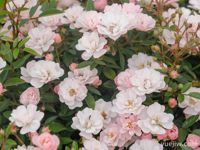 樱坂月季/樱贝姬月季(图1)