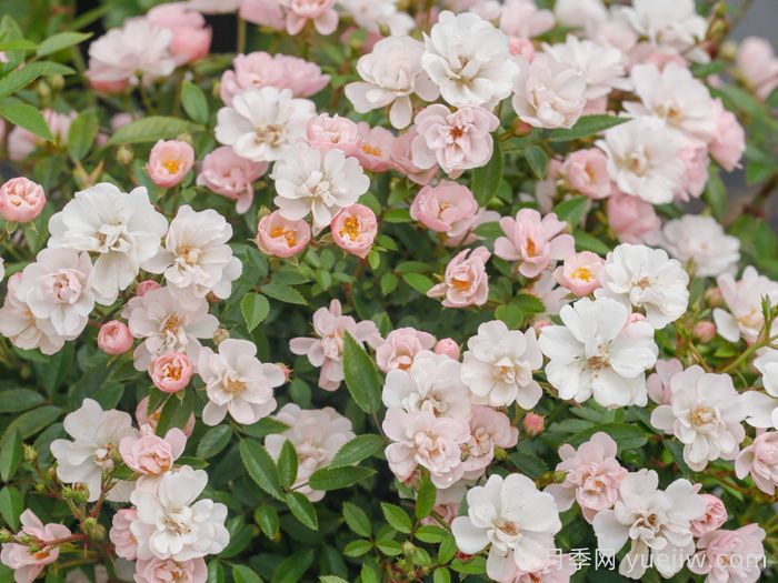 樱坂月季/樱贝姬月季(图2)