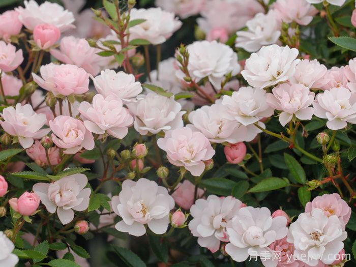 樱坂月季/樱贝姬月季(图3)