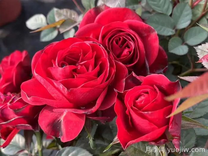 中国红月季/雅苏娜月季(图1)