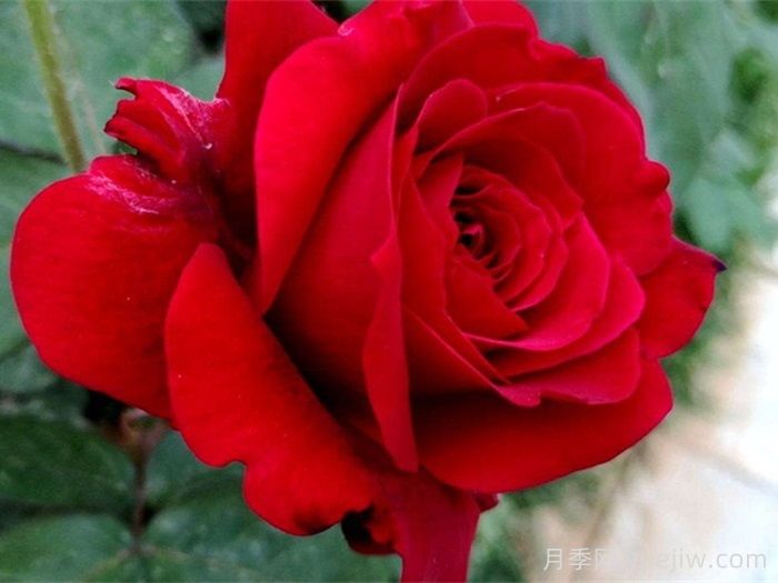 中国红月季/雅苏娜月季(图2)