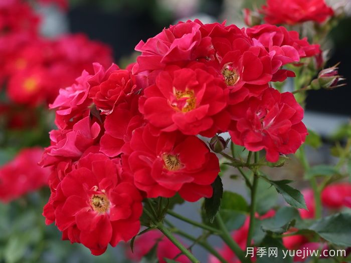 南湖薪火月季(图5)