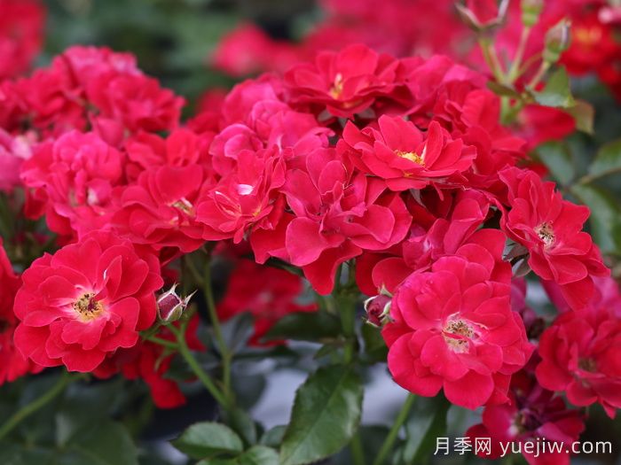 南湖薪火月季(图4)