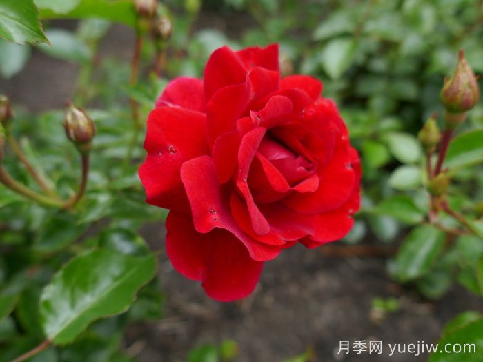 莎莎酱月季/萨尔萨舞曲月季(图1)