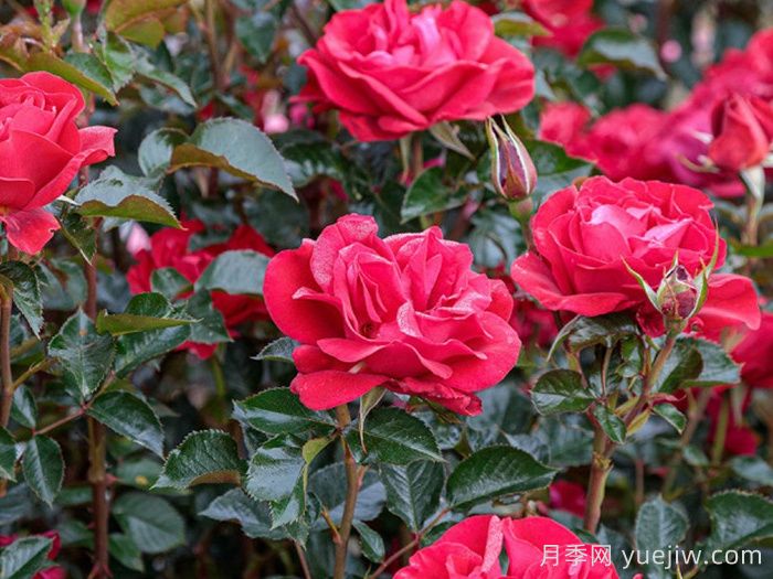 红宝石红月季/夏季桑格利亚月季(图1)