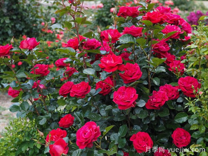 红宝石红月季/夏季桑格利亚月季(图2)