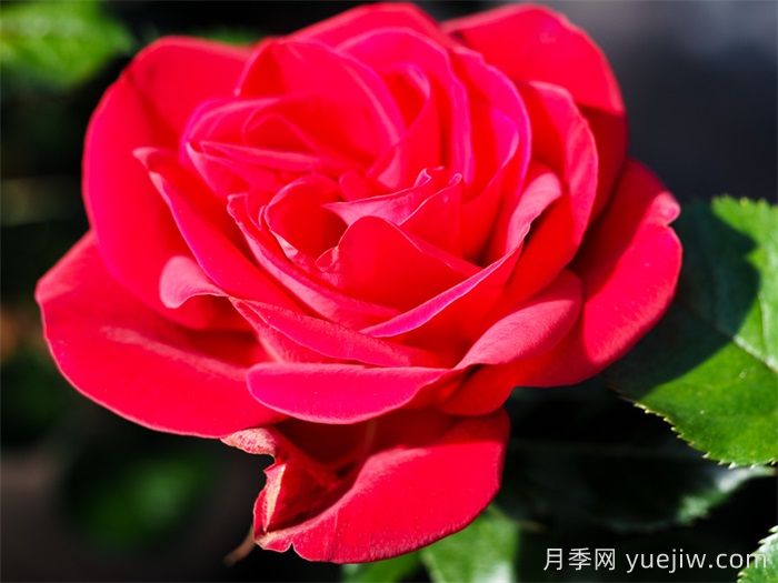 红宝石红月季/夏季桑格利亚月季(图3)