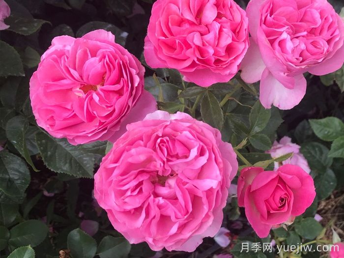 盛装打扮月季/精心装扮(图1)