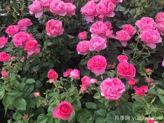 盛装打扮月季/精心装扮(图2)