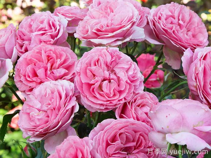 盛装打扮月季/精心装扮(图3)