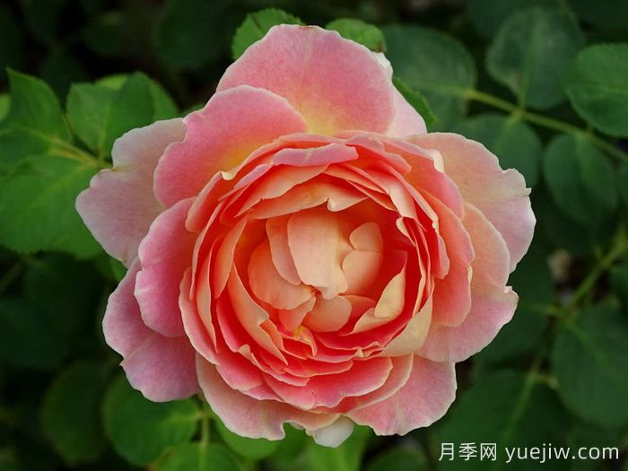 乐在阳光月季/嬉晴/阳光下的乐趣(图1)