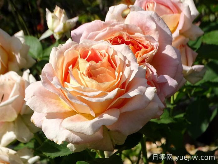 乐在阳光月季/嬉晴/阳光下的乐趣(图2)