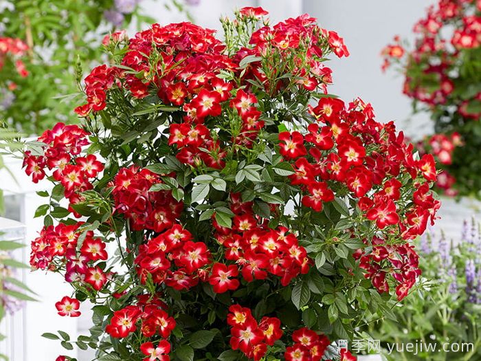 永耀红宝石月季/永辉红宝石(图2)