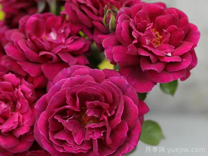 美杜莎之瞳月季(图3)