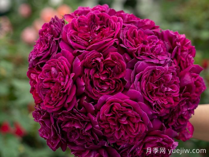 美杜莎之瞳月季(图2)