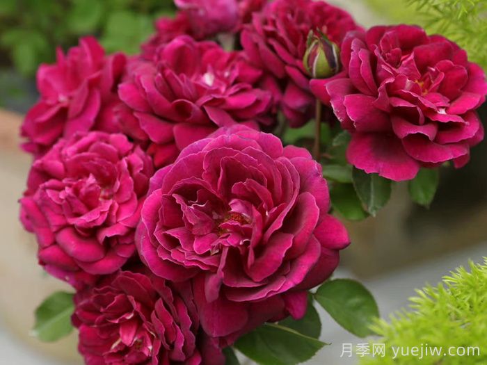 美杜莎之瞳月季(图1)