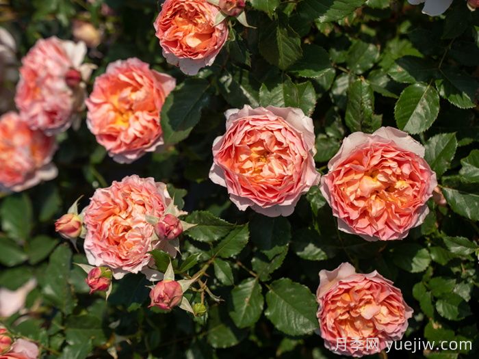 锦嫣月季(图5)