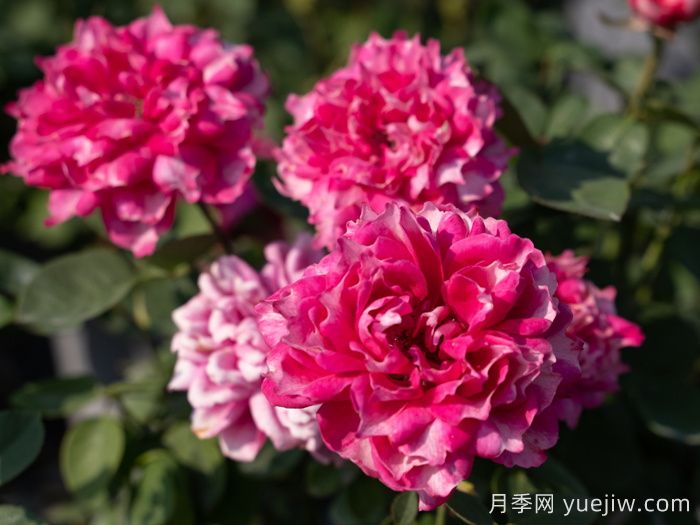 紫雾凝霜月季(图1)