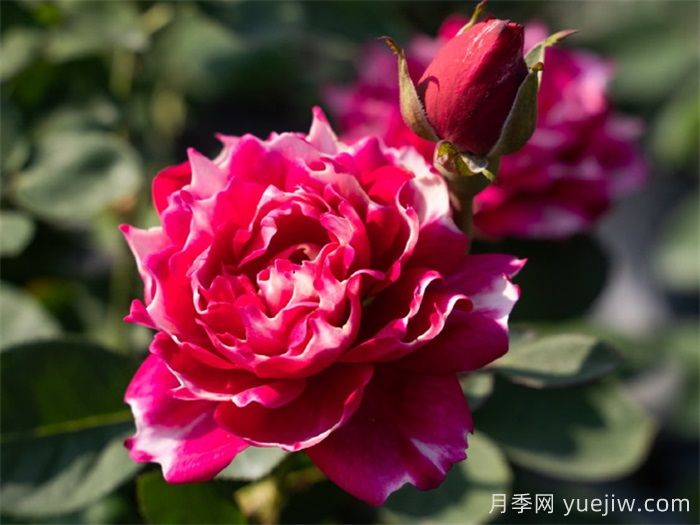 紫雾凝霜月季(图2)