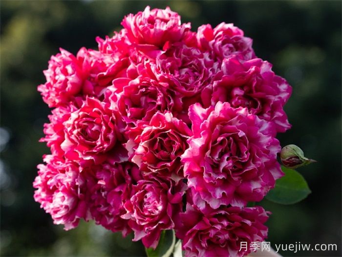 紫雾凝霜月季(图3)