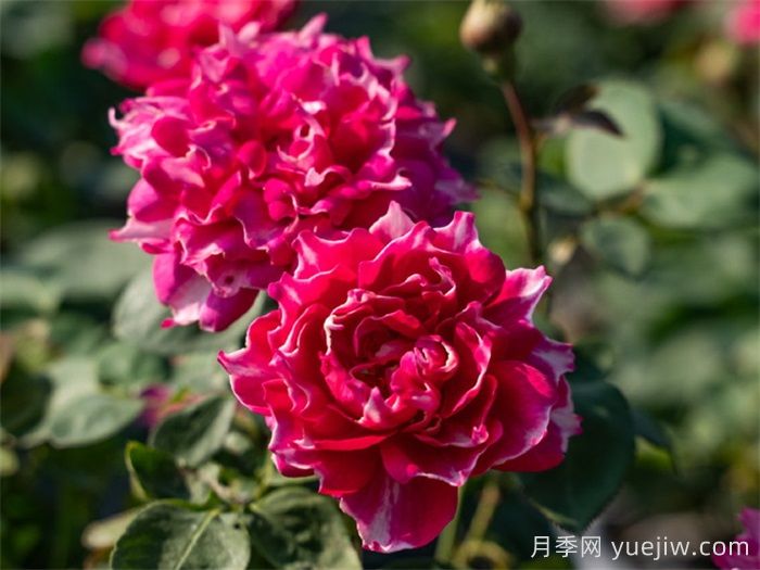 紫雾凝霜月季(图4)