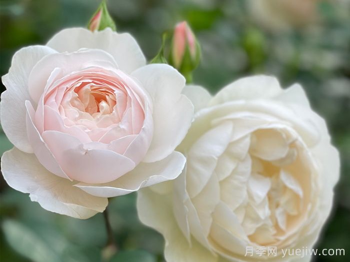 黛丝德蒙娜月季/苔丝狄蒙娜月季(图4)