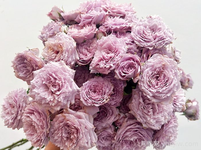 蓝丝球月季(图4)