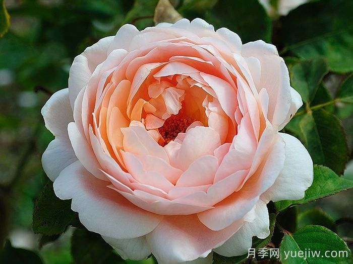 安布里奇月季/安部姬/奥斯汀奇迹(图1)