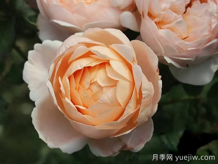 安布里奇月季/安部姬/奥斯汀奇迹(图2)