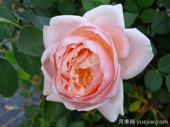 安布里奇月季/安部姬/奥斯汀奇迹(图4)