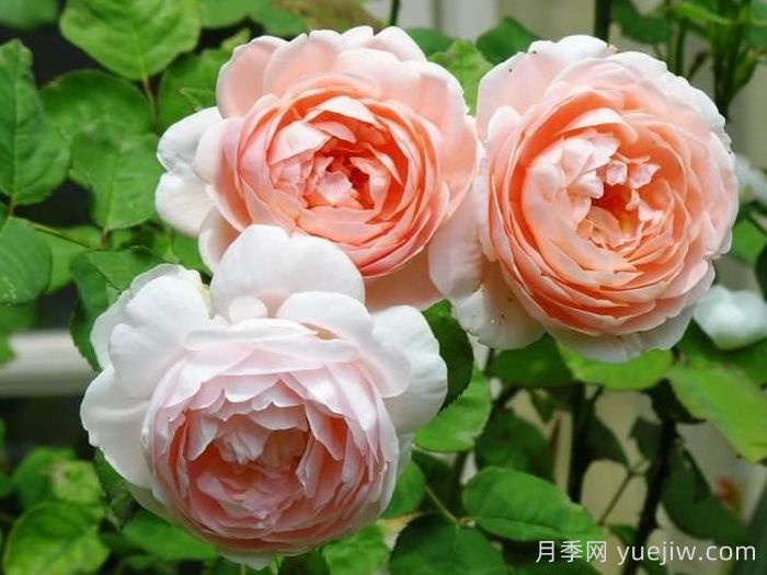 安布里奇月季/安部姬/奥斯汀奇迹(图3)